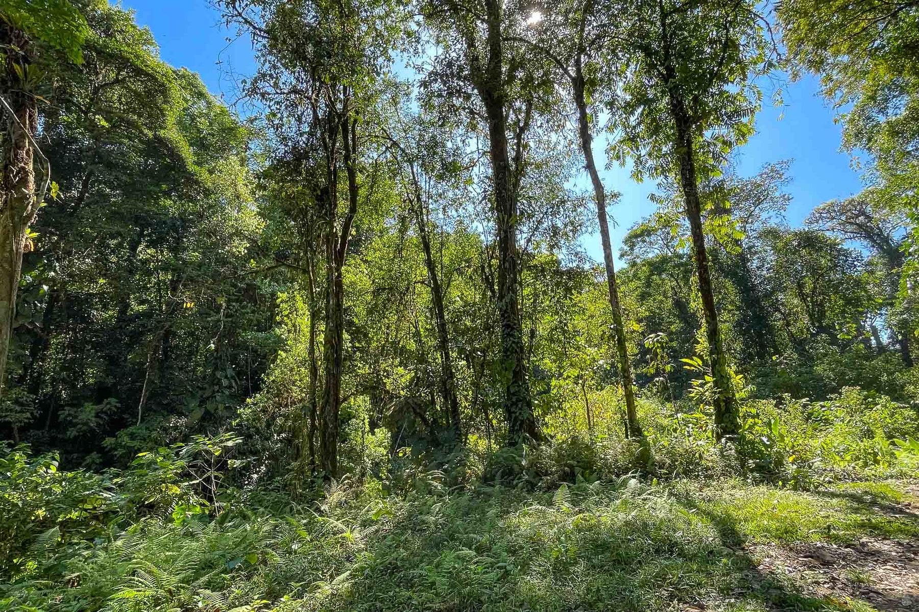 Finca Palo Grande — photo 9 of 19