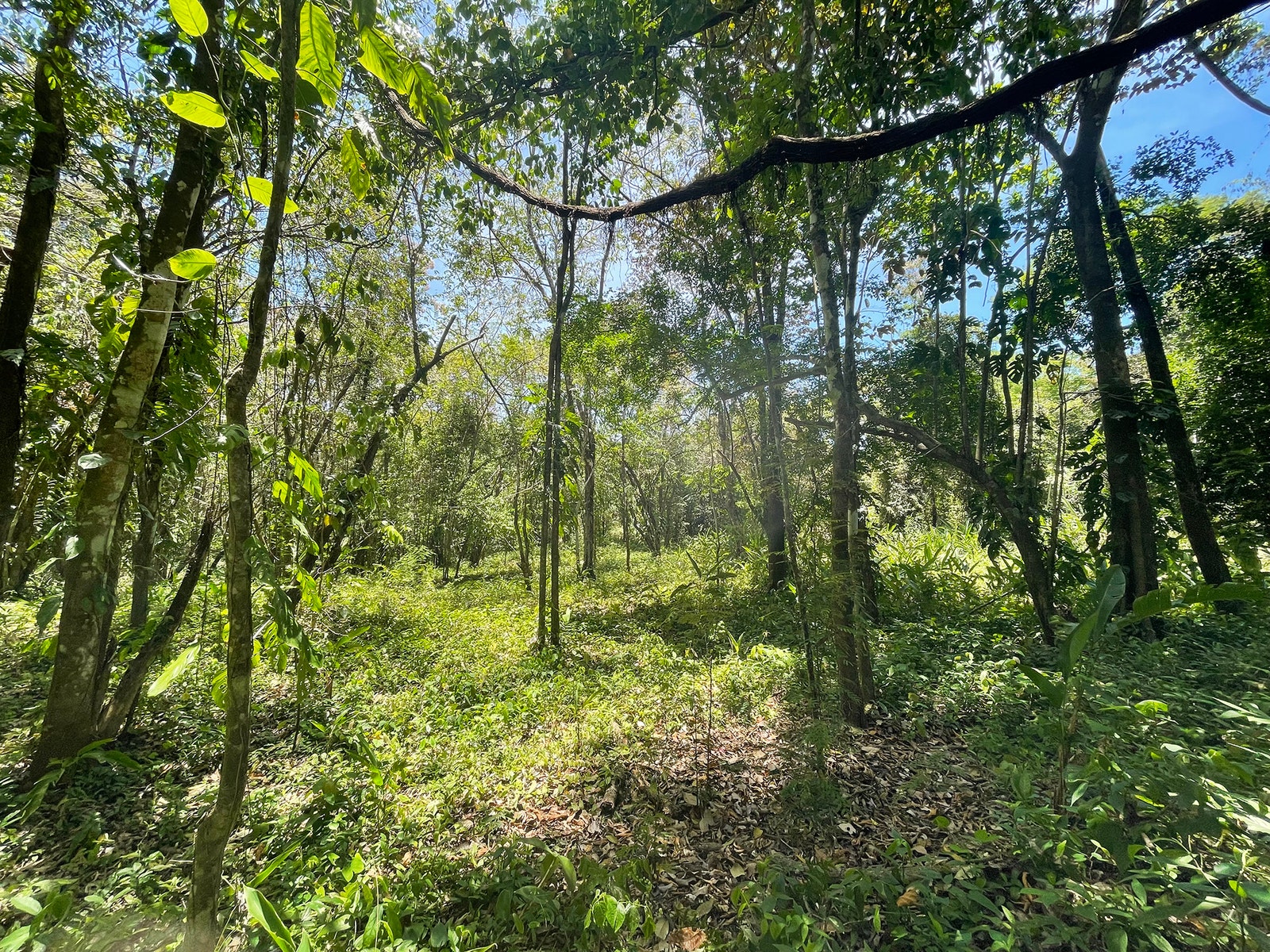 Playa Carmen Jungle Lot 2 — photo 3 of 6