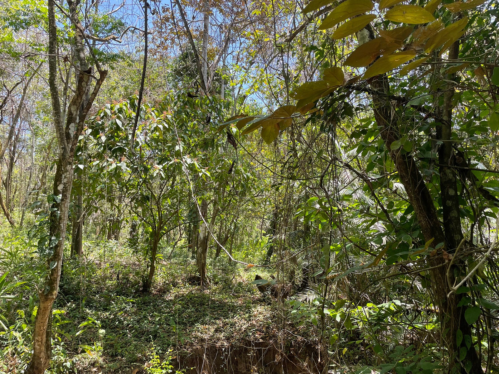 Playa Carmen Jungle Lot 2 — photo 4 of 6