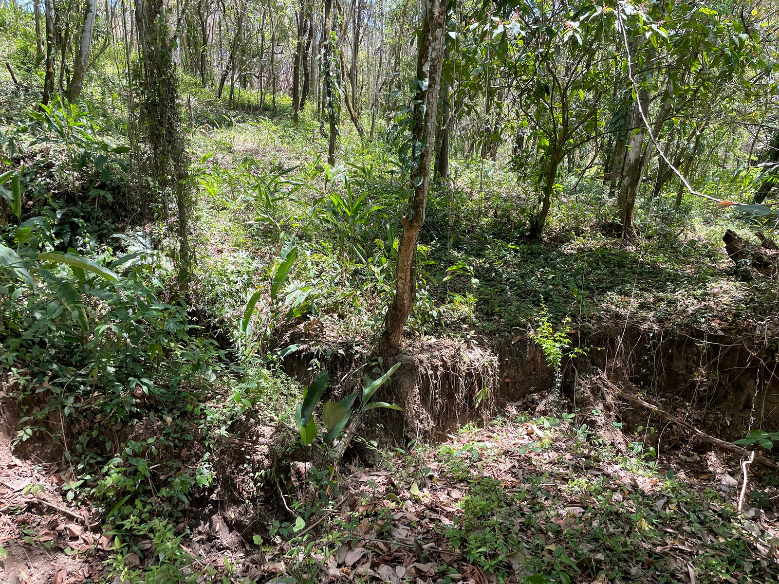 Playa Carmen Jungle Lot 2 — photo 6 of 6