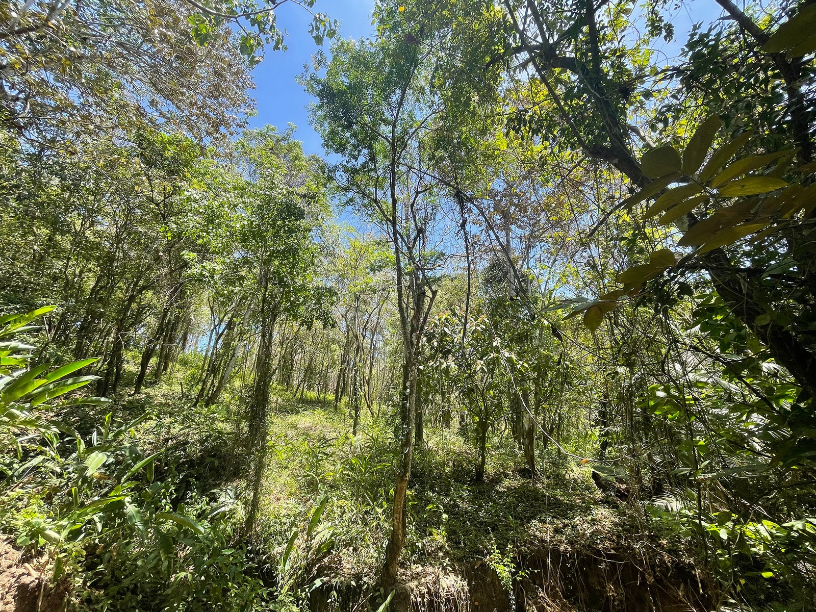 Playa Carmen Jungle Lot 2 — photo 5 of 6