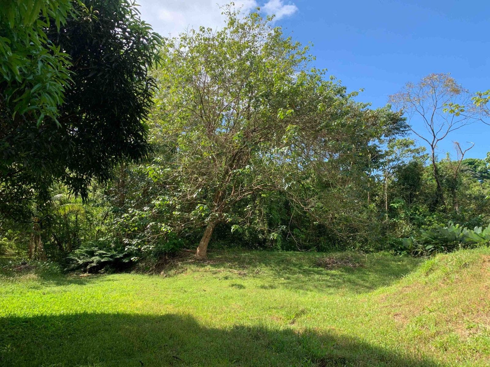 Fabulous 16 Acre Estate With Multiple Building Sites in Uvita — photo 7 of 16