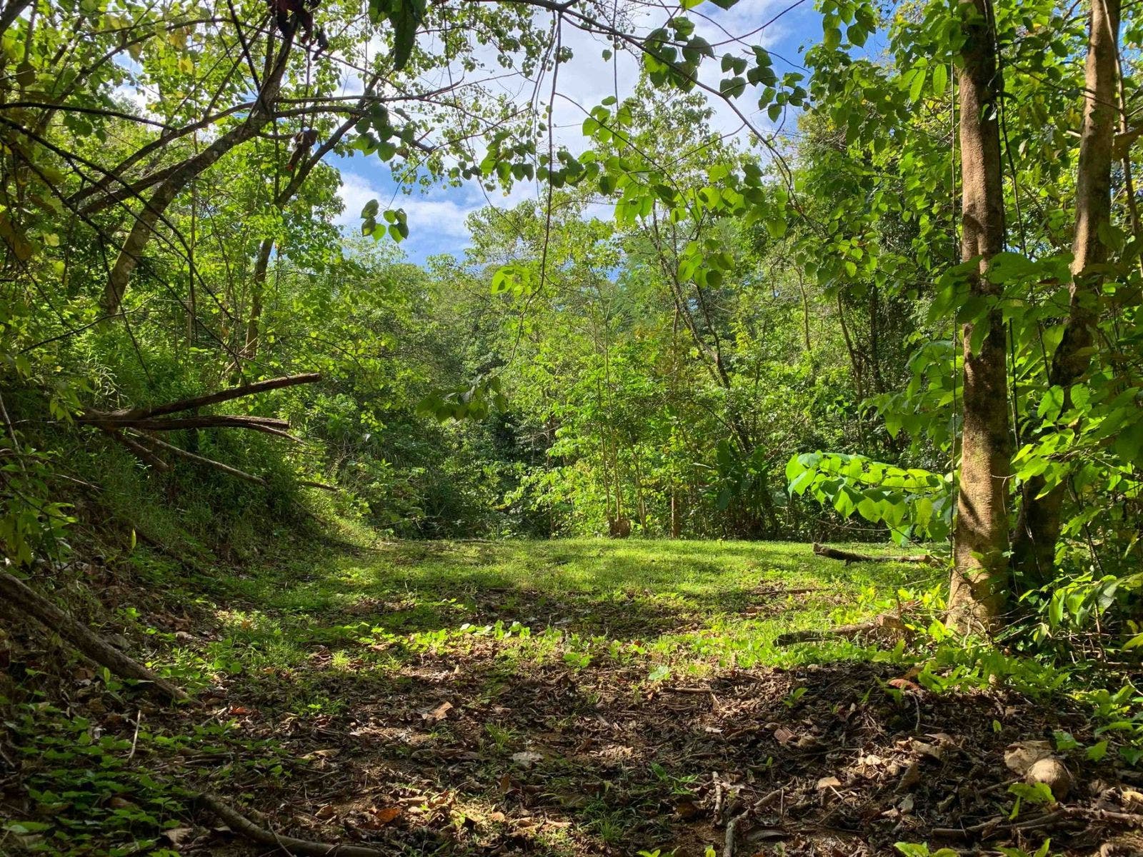Fabulous 16 Acre Estate With Multiple Building Sites in Uvita — photo 6 of 16
