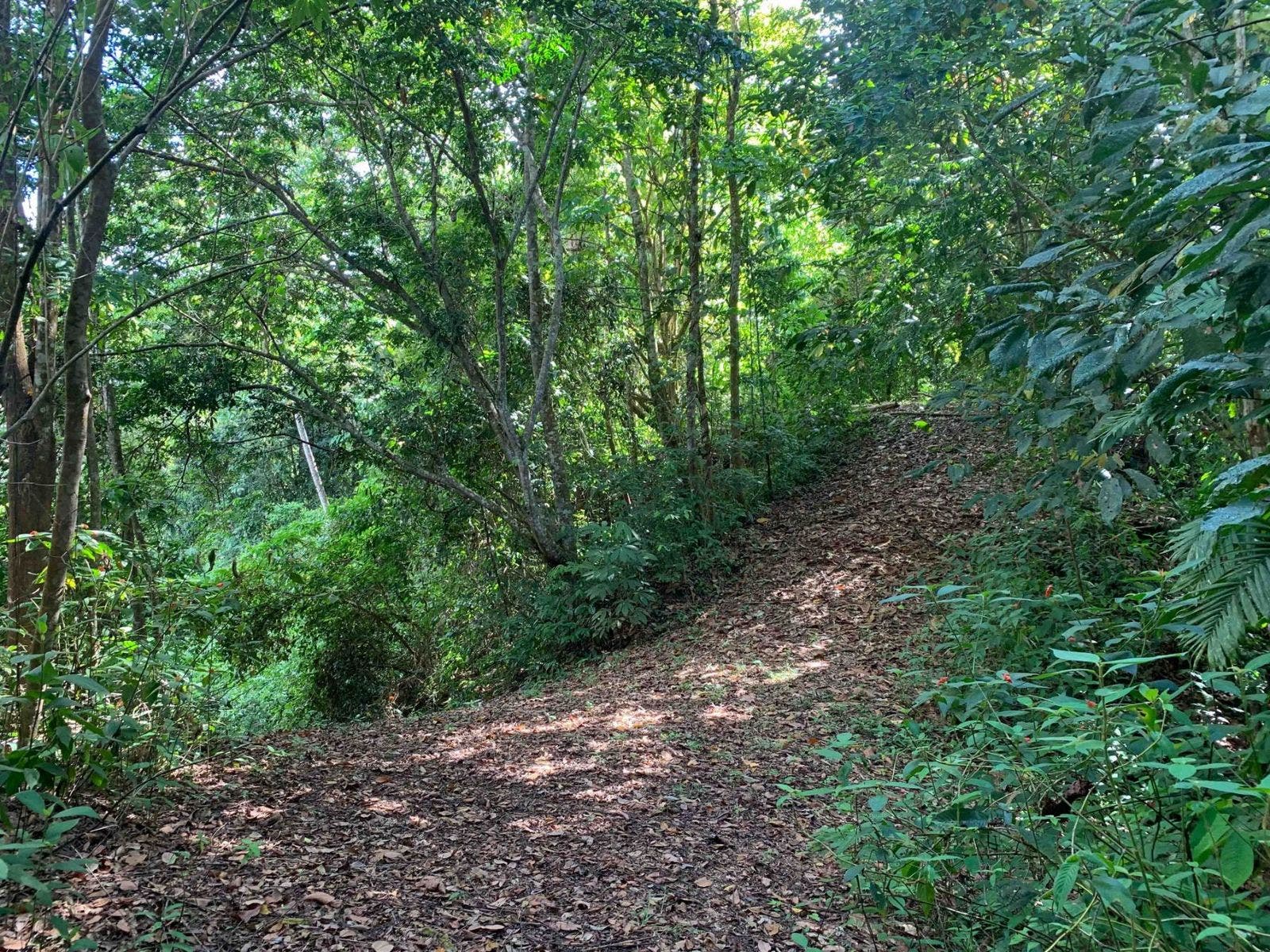 Fabulous 16 Acre Estate With Multiple Building Sites in Uvita — photo 5 of 16