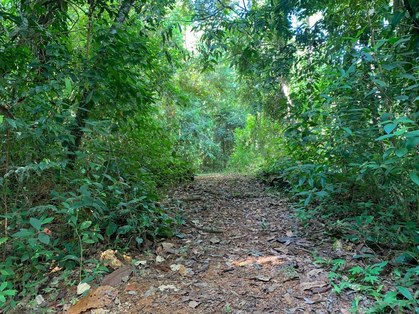 Fabulous 16 Acre Estate With Multiple Building Sites in Uvita — photo 8 of 16