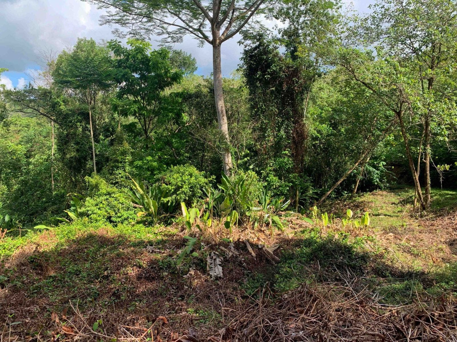 Fabulous 16 Acre Estate With Multiple Building Sites in Uvita — photo 10 of 16