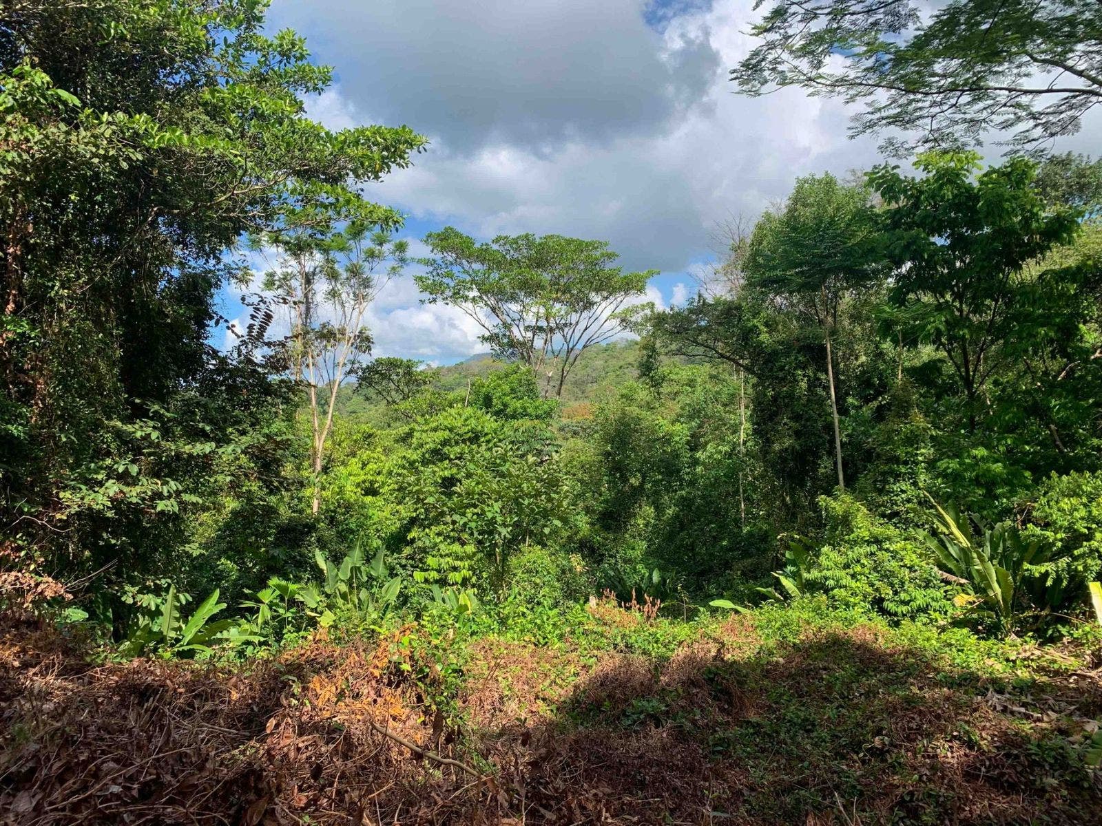 Fabulous 16 Acre Estate With Multiple Building Sites in Uvita — photo 11 of 16
