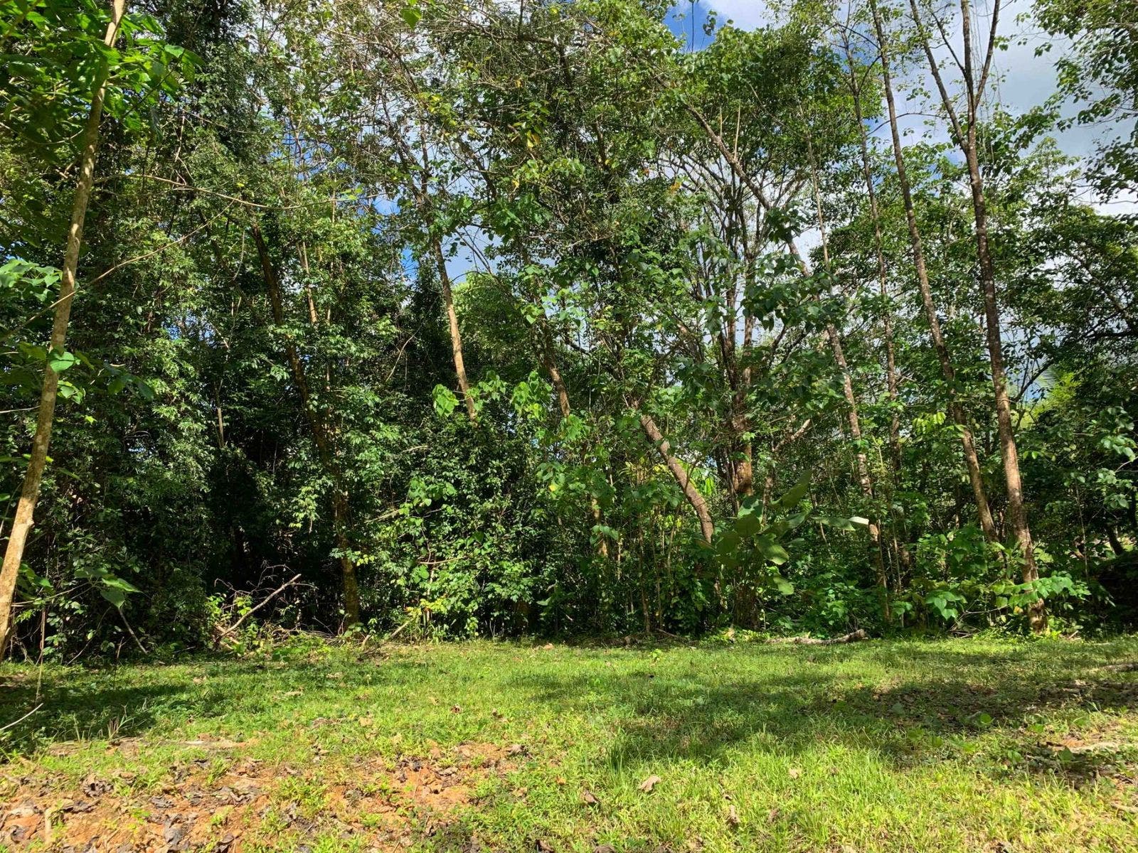 Fabulous 16 Acre Estate With Multiple Building Sites in Uvita — photo 12 of 16