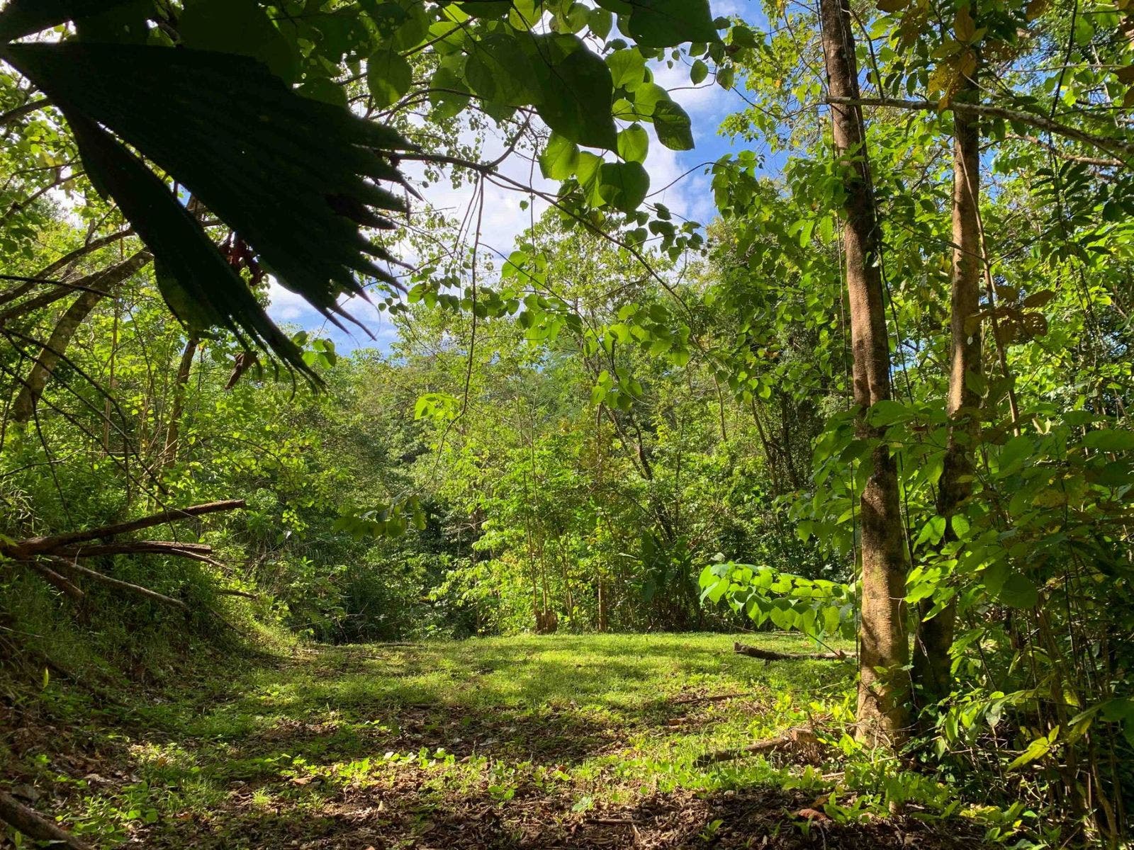 Fabulous 16 Acre Estate With Multiple Building Sites in Uvita — photo 13 of 16