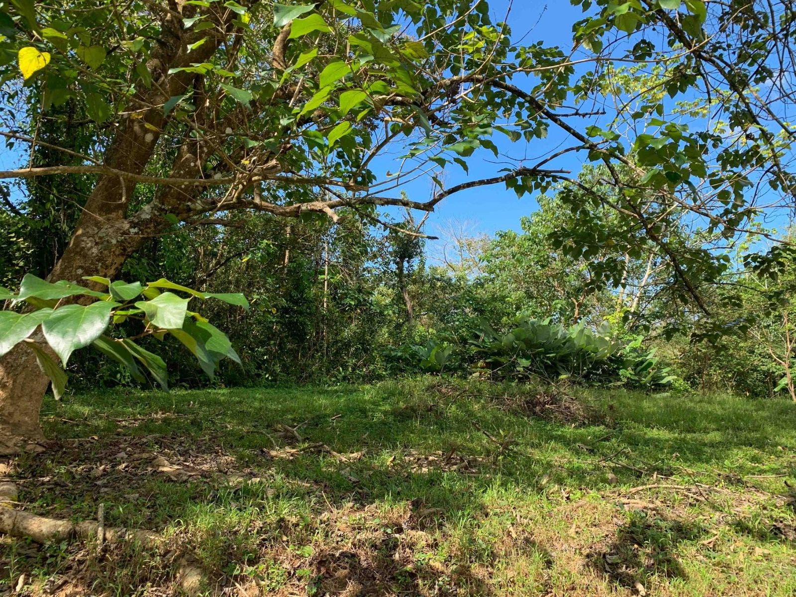 Fabulous 16 Acre Estate With Multiple Building Sites in Uvita — photo 14 of 16