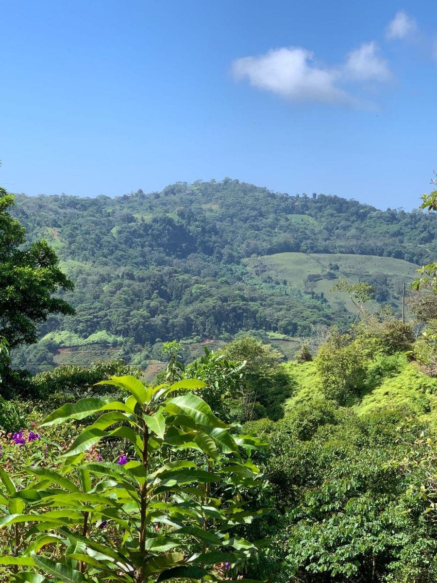 15 Acres of Jungle Paradise in Tinamastes with Multiple Plantels and Waterfalls — photo 3 of 19