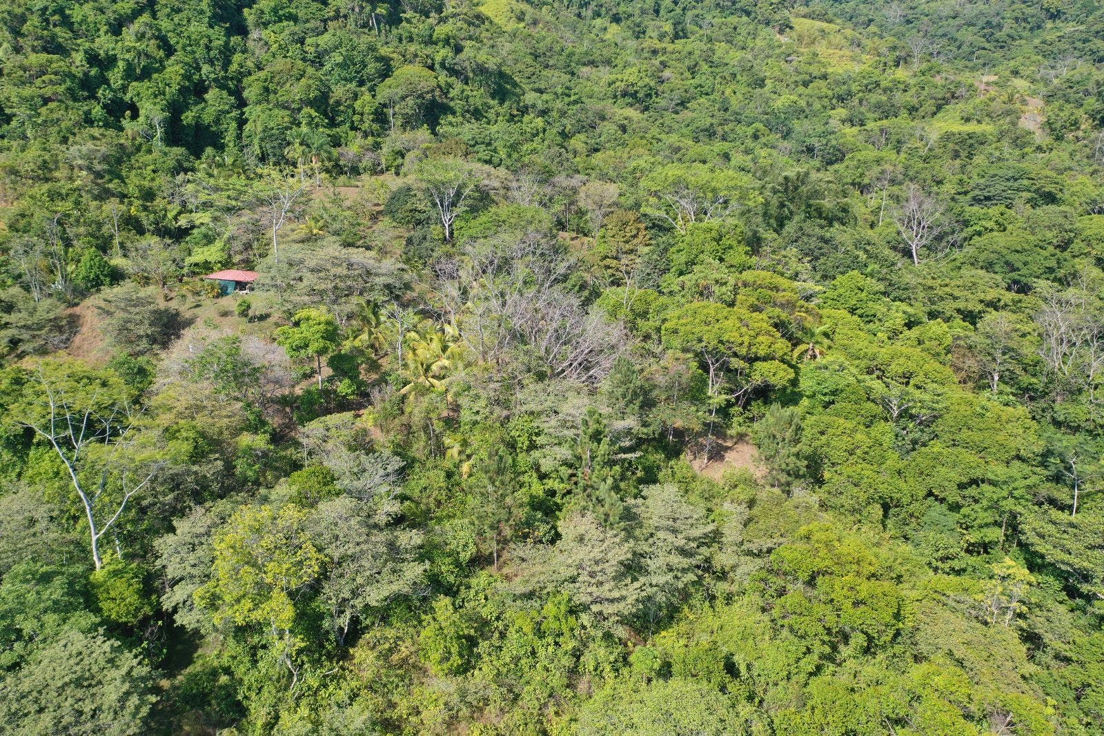 15 Acres of Jungle Paradise in Tinamastes with Multiple Plantels and Waterfalls — photo 7 of 19