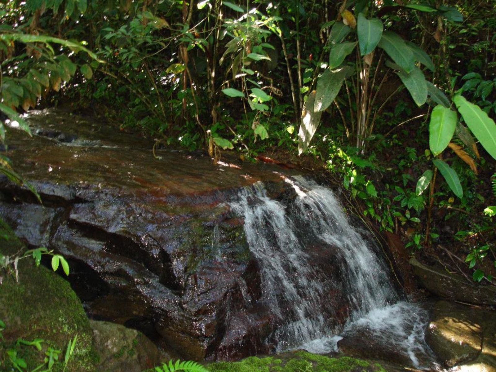 15 Acres of Jungle Paradise in Tinamastes with Multiple Plantels and Waterfalls — photo 8 of 19