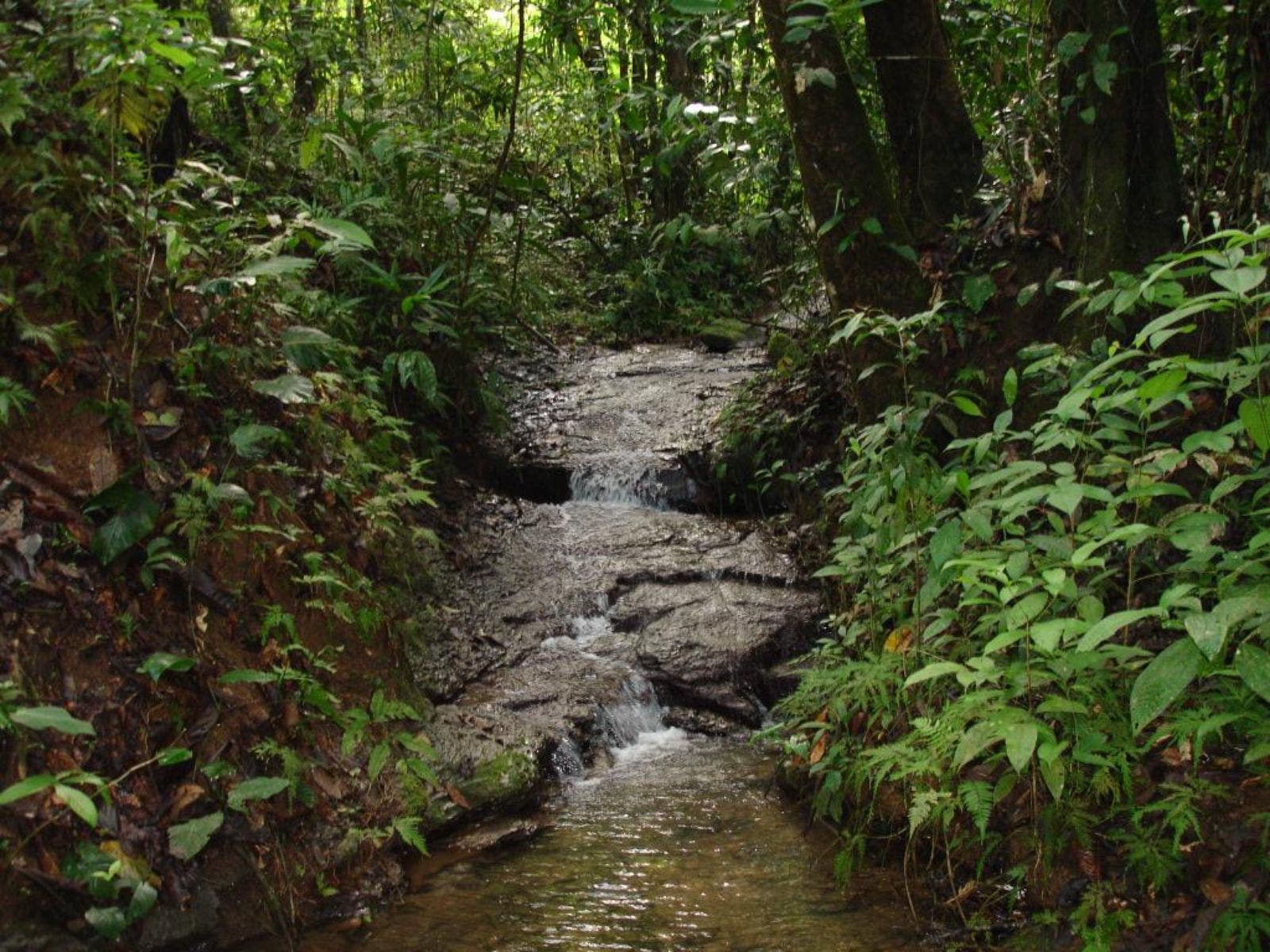15 Acres of Jungle Paradise in Tinamastes with Multiple Plantels and Waterfalls — photo 9 of 19