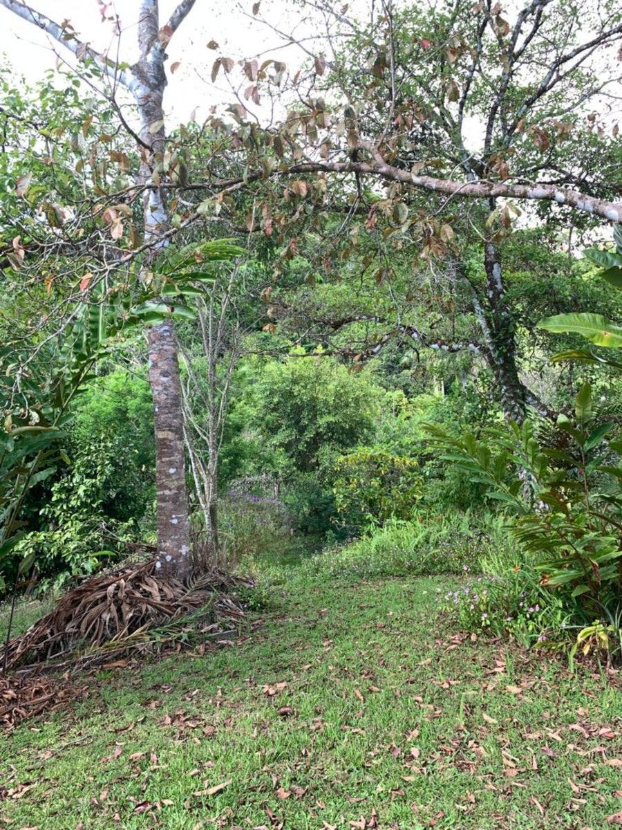 15 Acres of Jungle Paradise in Tinamastes with Multiple Plantels and Waterfalls — photo 14 of 19