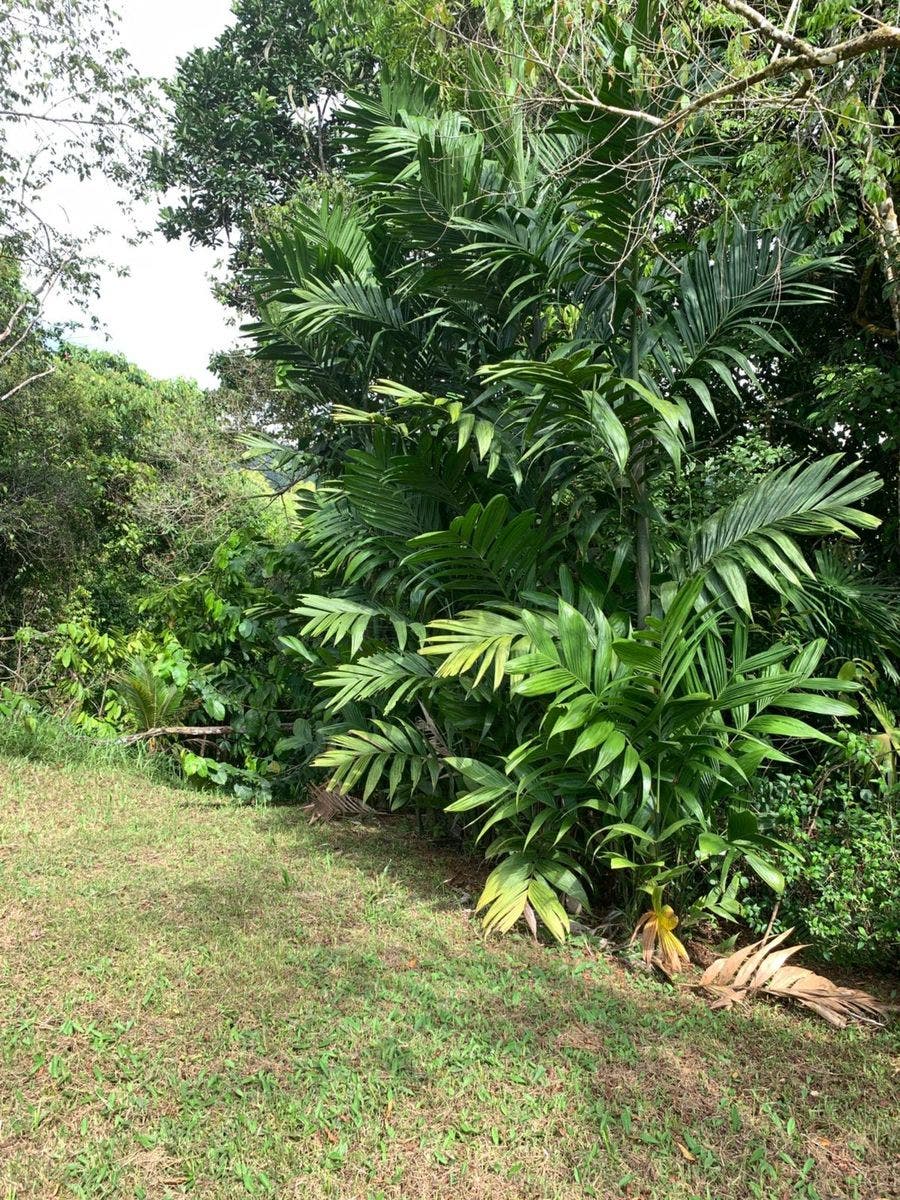 15 Acres of Jungle Paradise in Tinamastes with Multiple Plantels and Waterfalls — photo 15 of 19