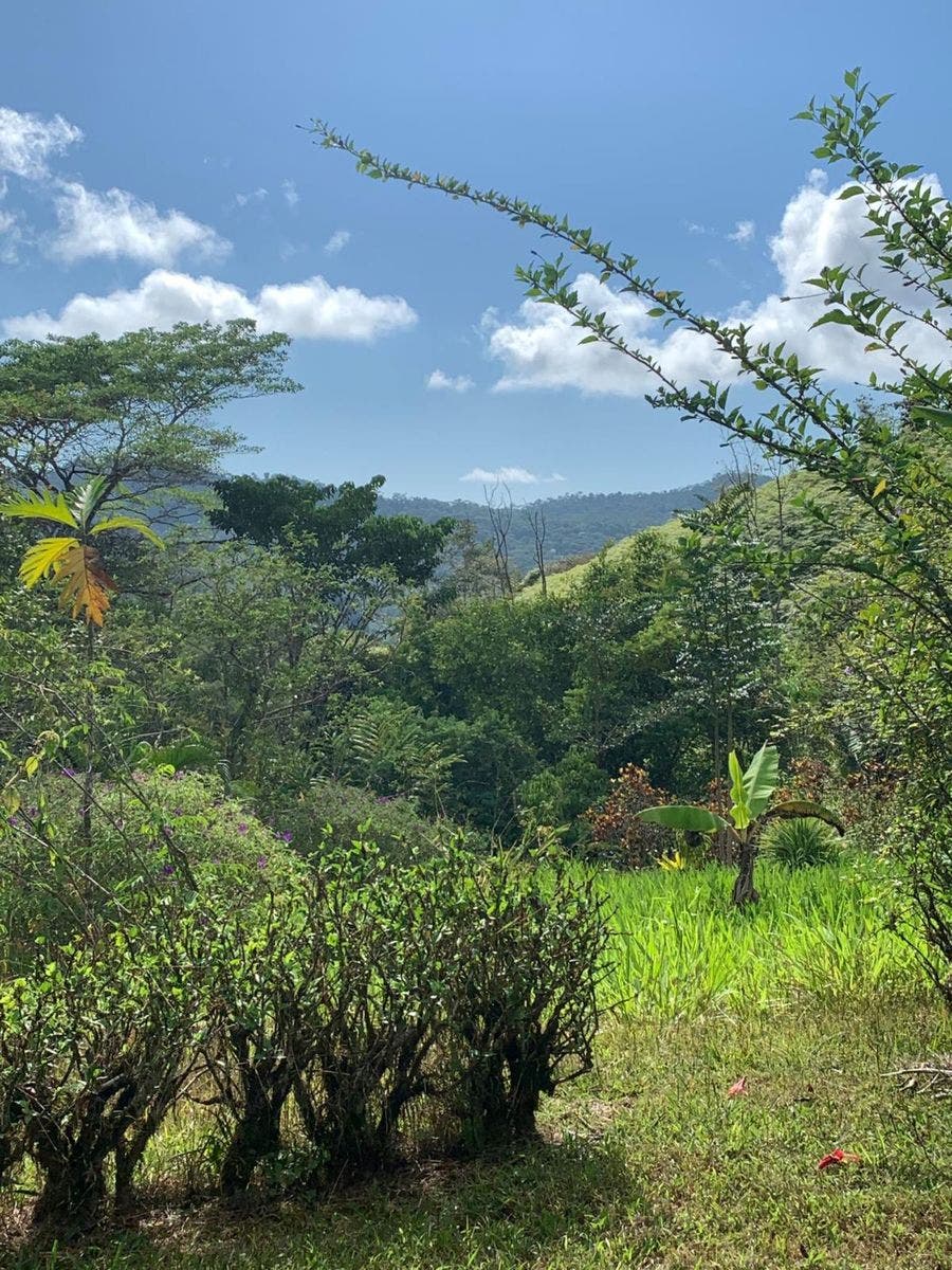15 Acres of Jungle Paradise in Tinamastes with Multiple Plantels and Waterfalls — photo 16 of 19