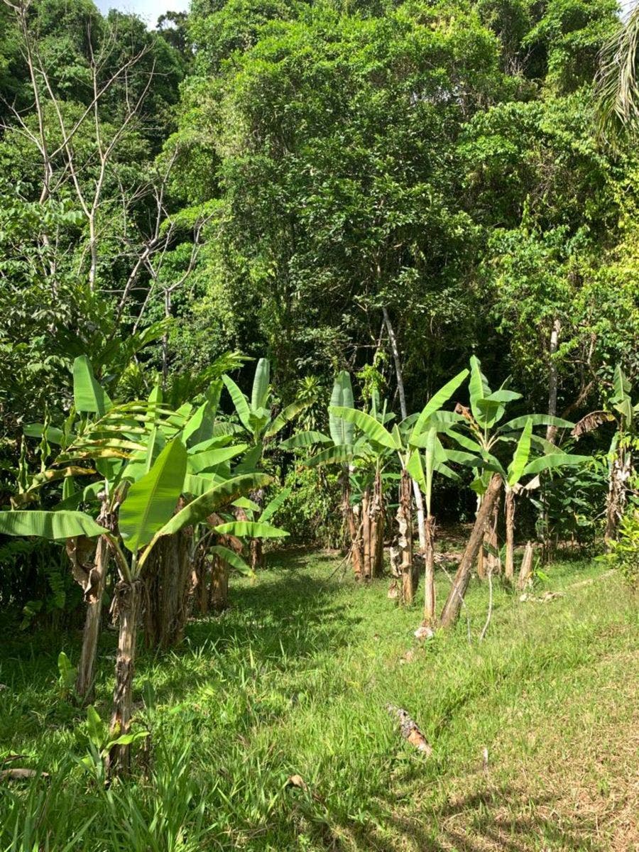 15 Acres of Jungle Paradise in Tinamastes with Multiple Plantels and Waterfalls — photo 17 of 19