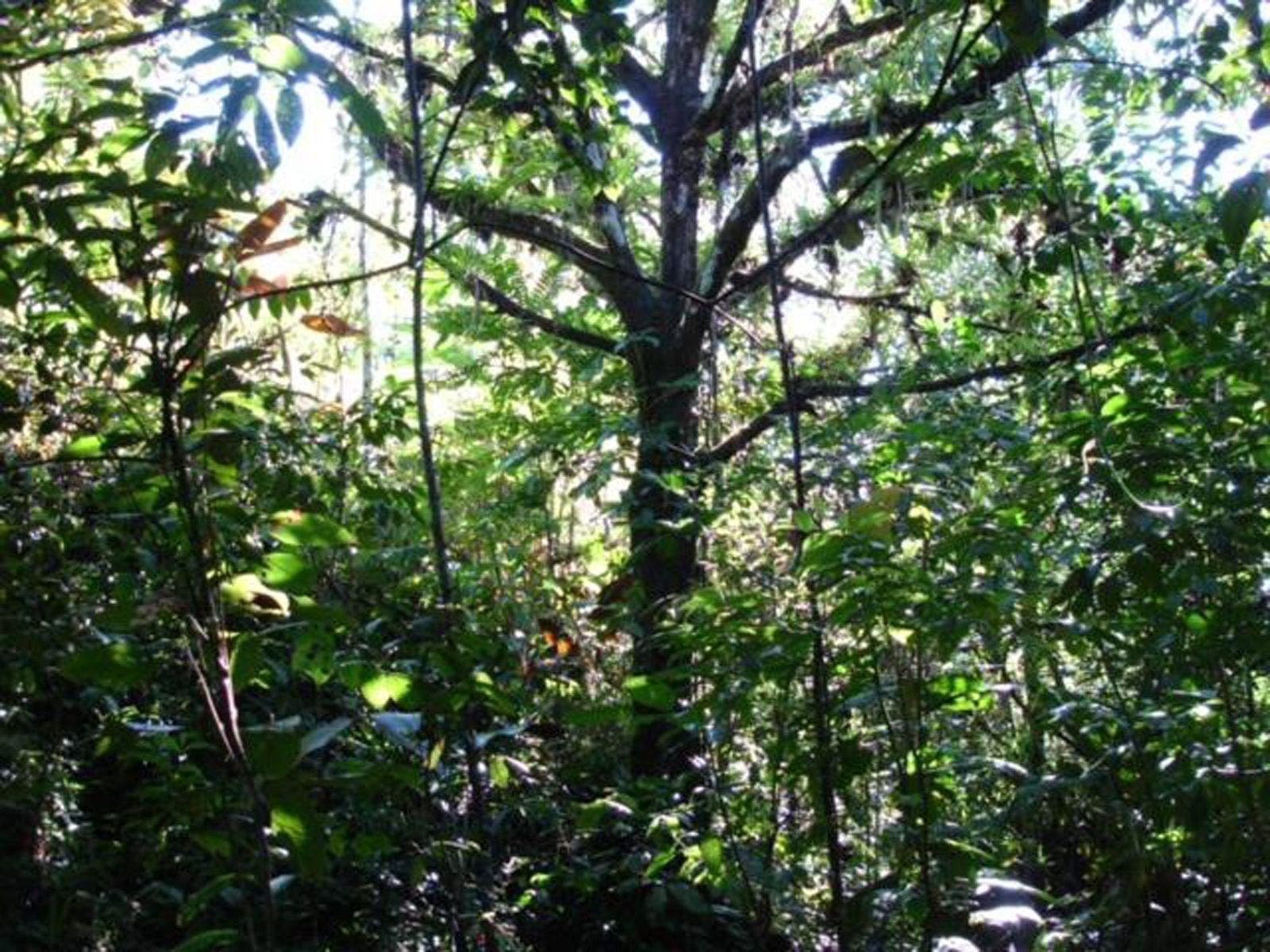 15 Acres of Jungle Paradise in Tinamastes with Multiple Plantels and Waterfalls — photo 18 of 19
