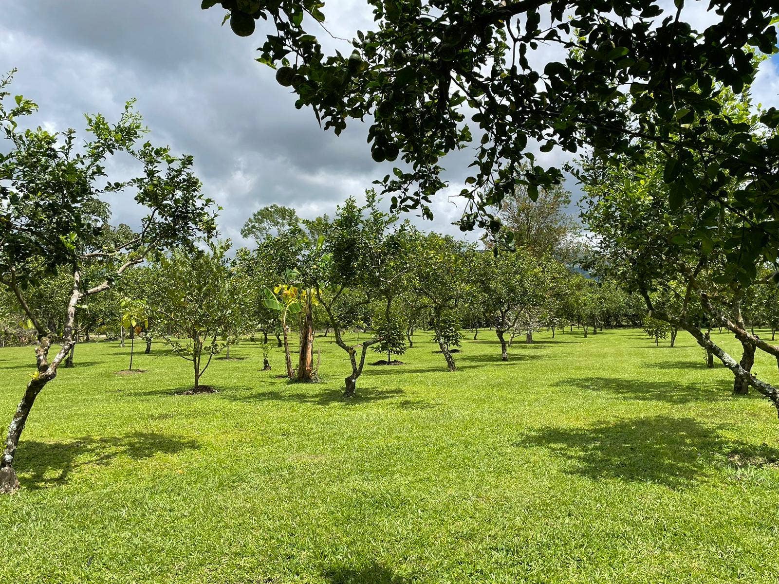 4+ Acre Private Quinta Close to City — photo 9 of 17