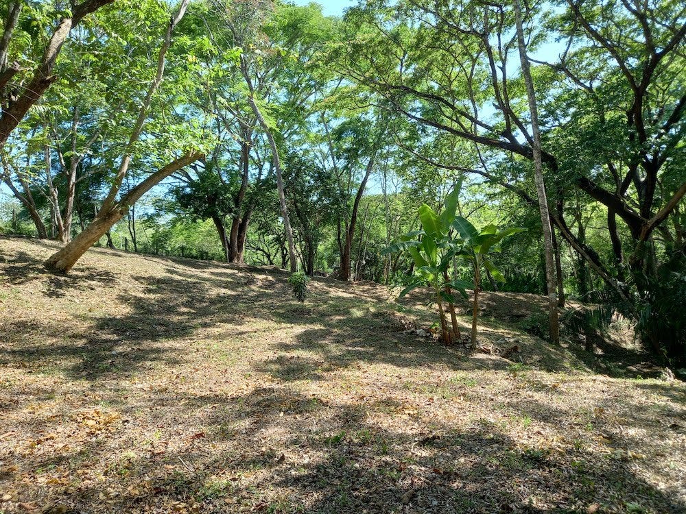Manzanillo Jungle Lot — photo 6 of 11
