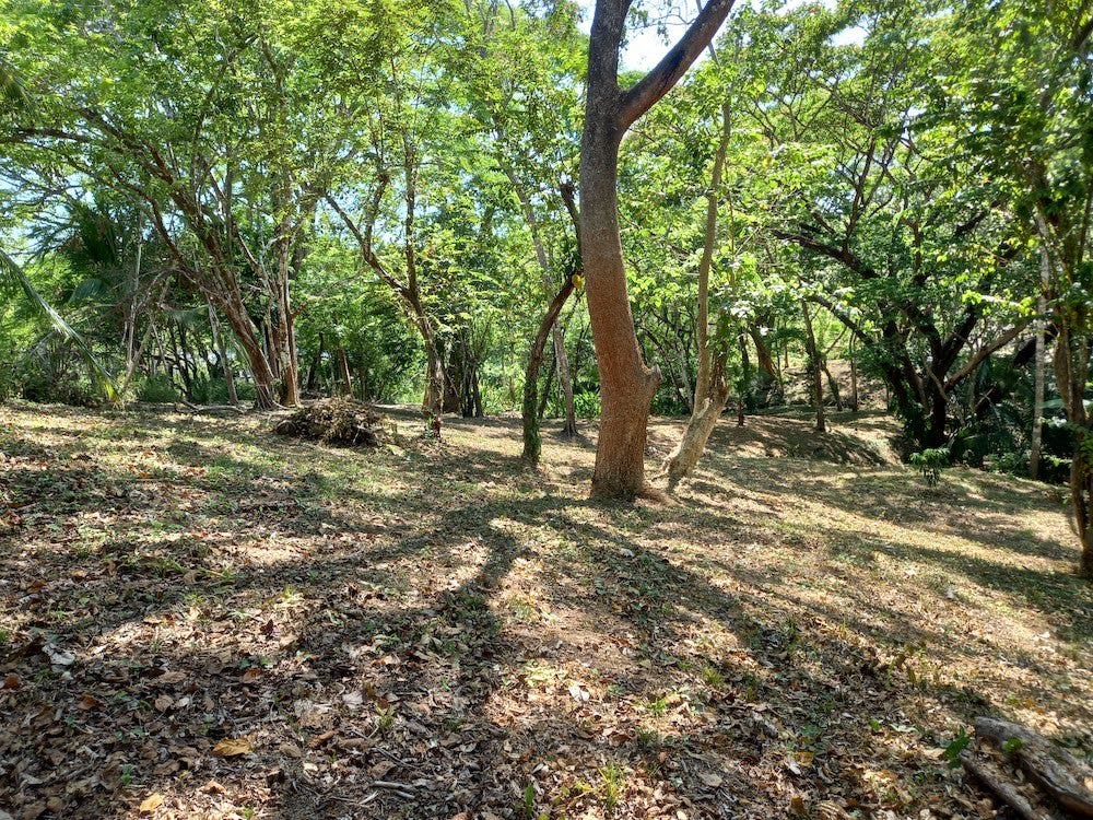 Manzanillo Jungle Lot — photo 4 of 11