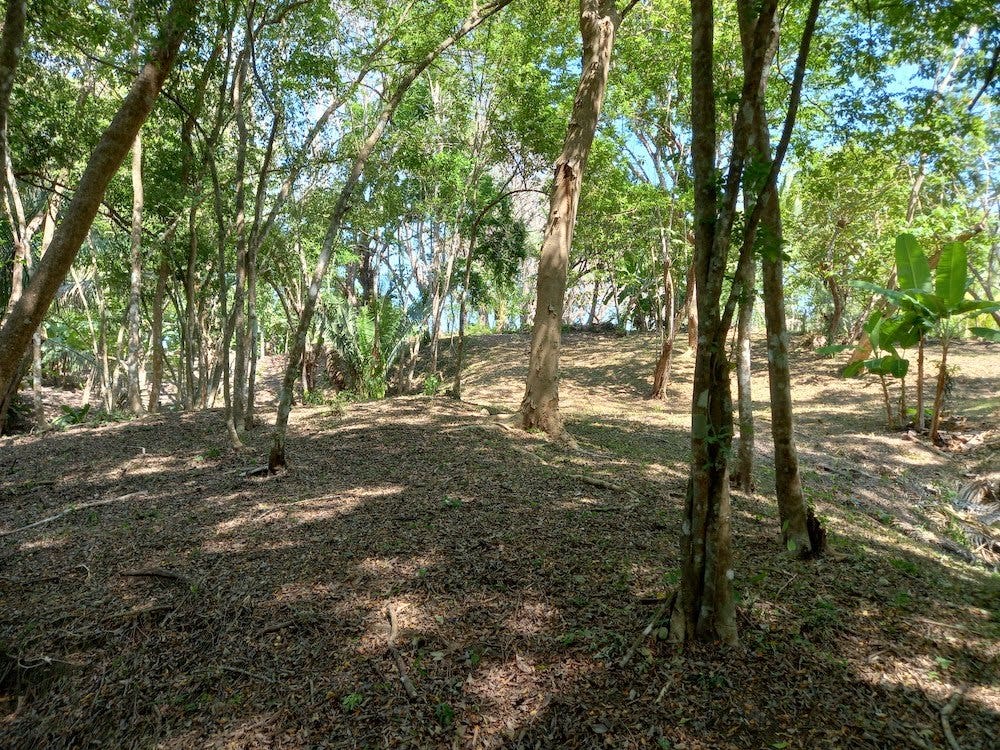 Manzanillo Jungle Lot — photo 5 of 11