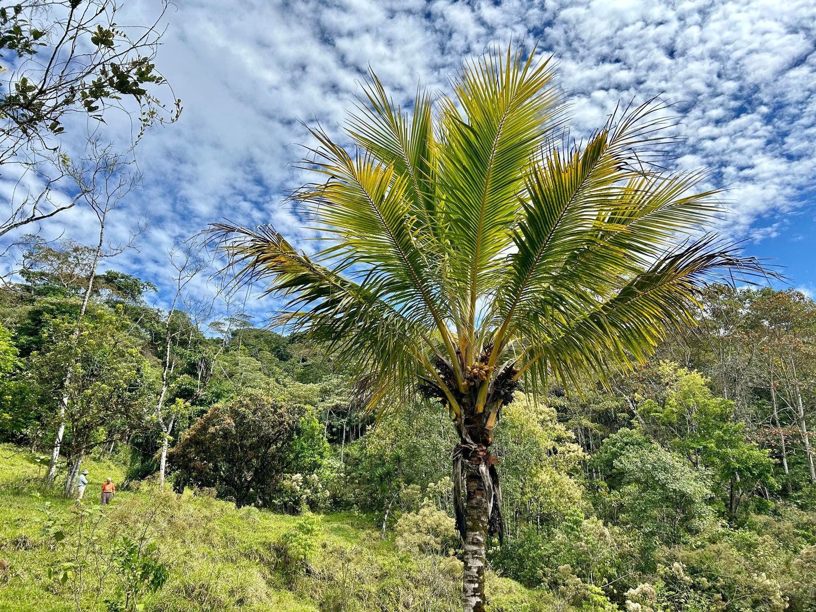 Scenic Mountain Farmland, El Alto, El Alto, Perez Zeledon, San Isidro De El General, Perez Zeledon, San Jose, Costa Rica 11901