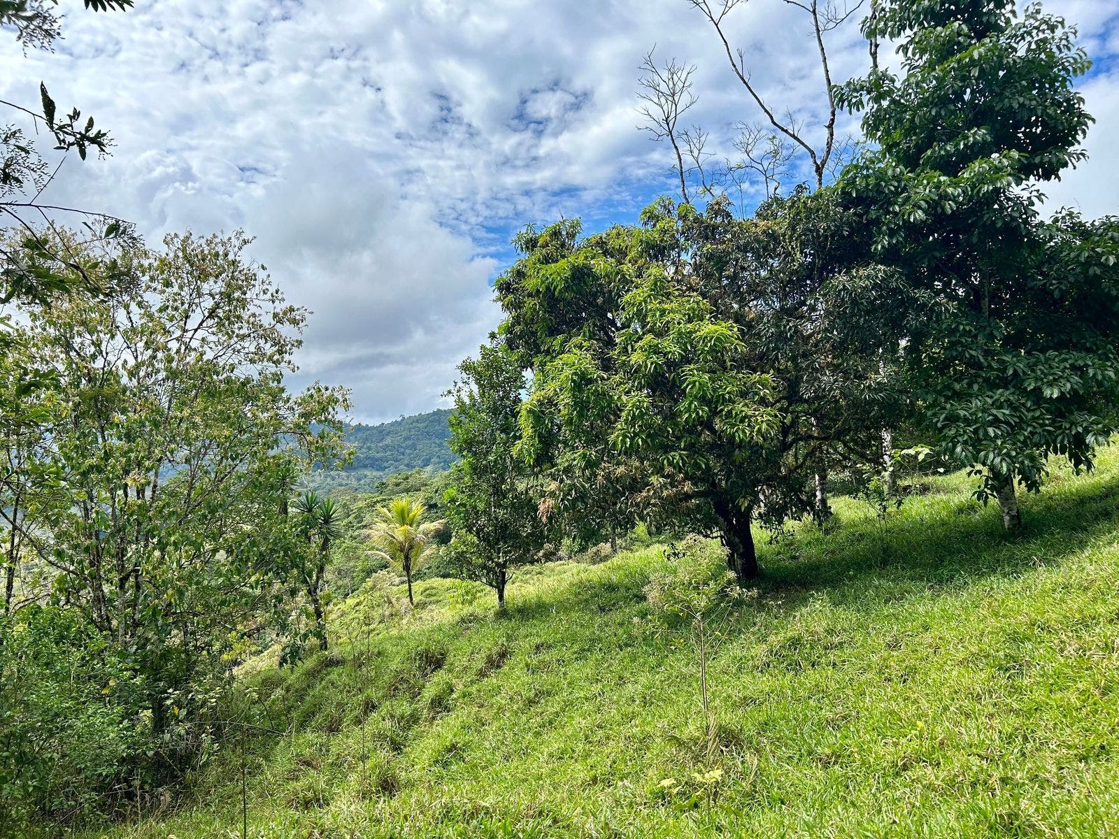 Scenic Mountain Farmland, El Alto, El Alto, Perez Zeledon, San Isidro De El General, Perez Zeledon, San Jose, Costa Rica 11901