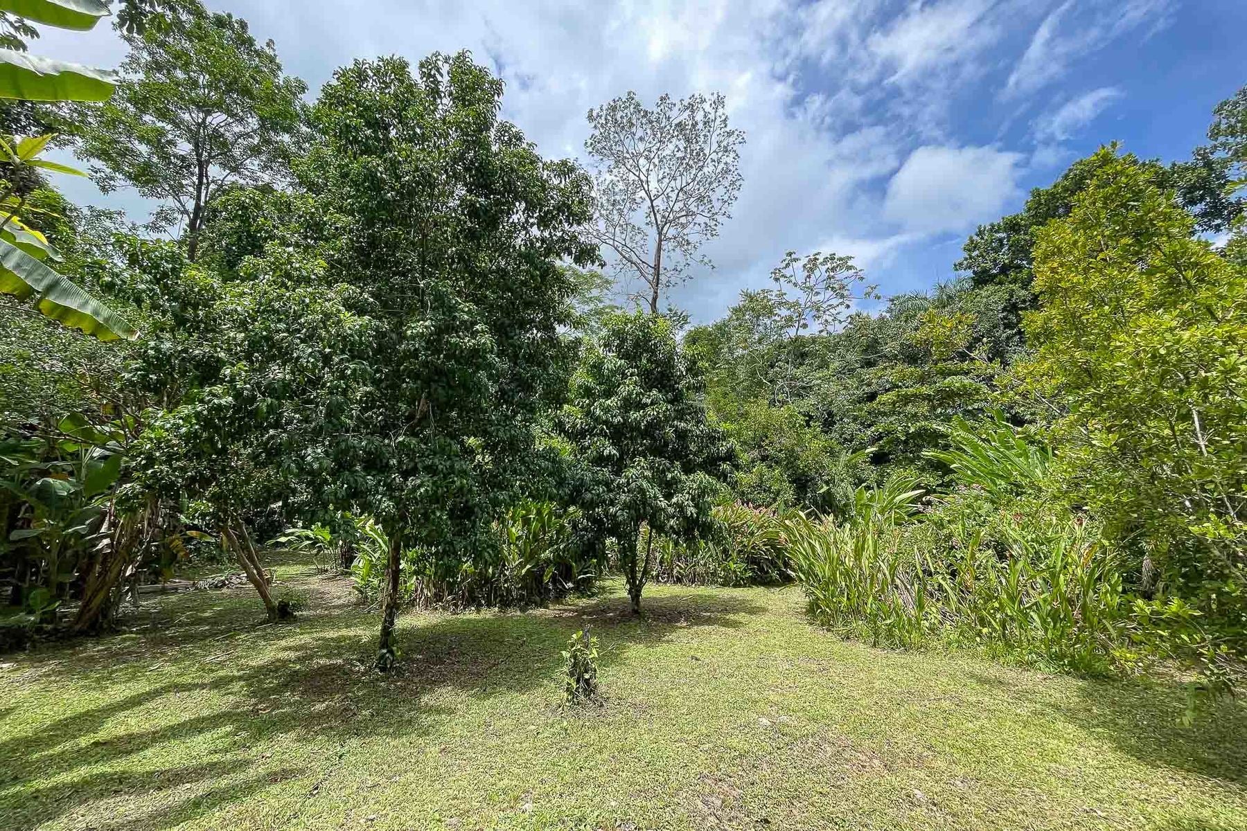 Tropical Riverfront Paradise — photo 7 of 19