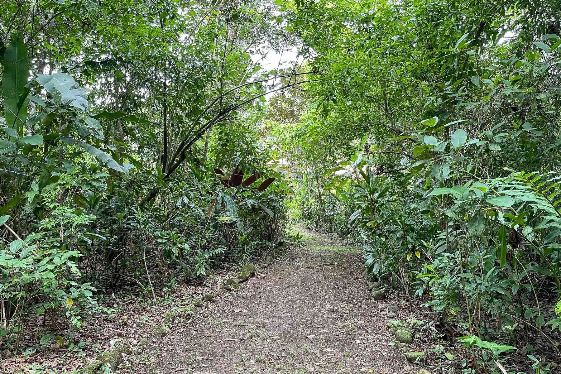 Tropical Riverfront Paradise — photo 8 of 19