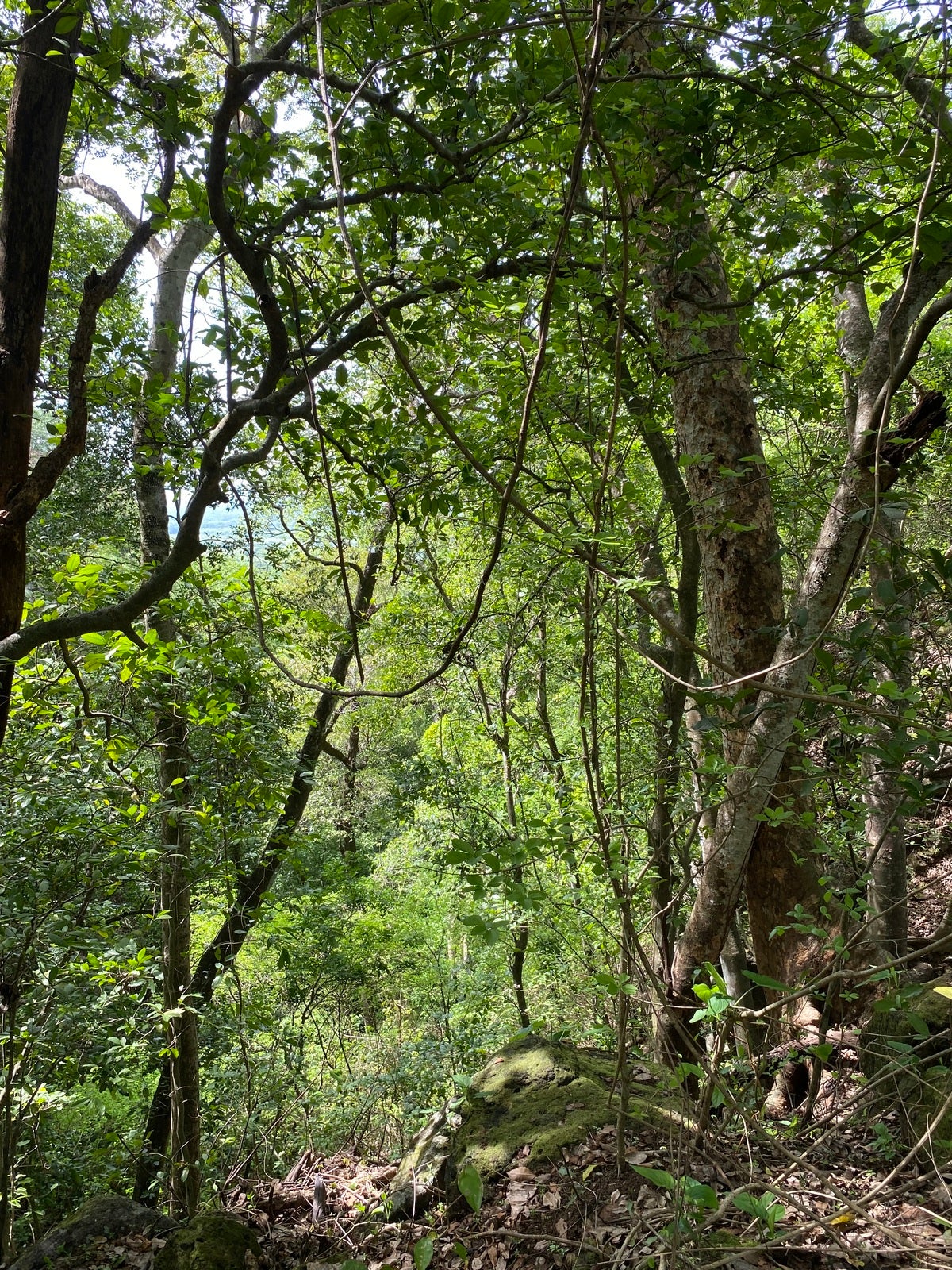Altos Los Robles Community, #44 — foto 9 de 19