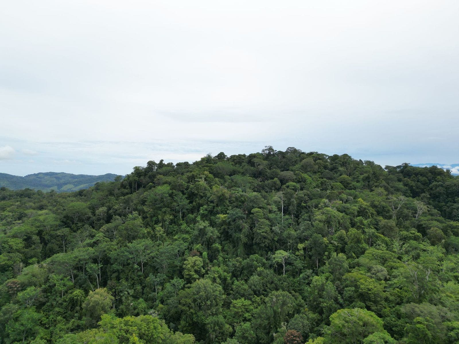 Large Farm with Golfo Dulce View — photo 4 of 12