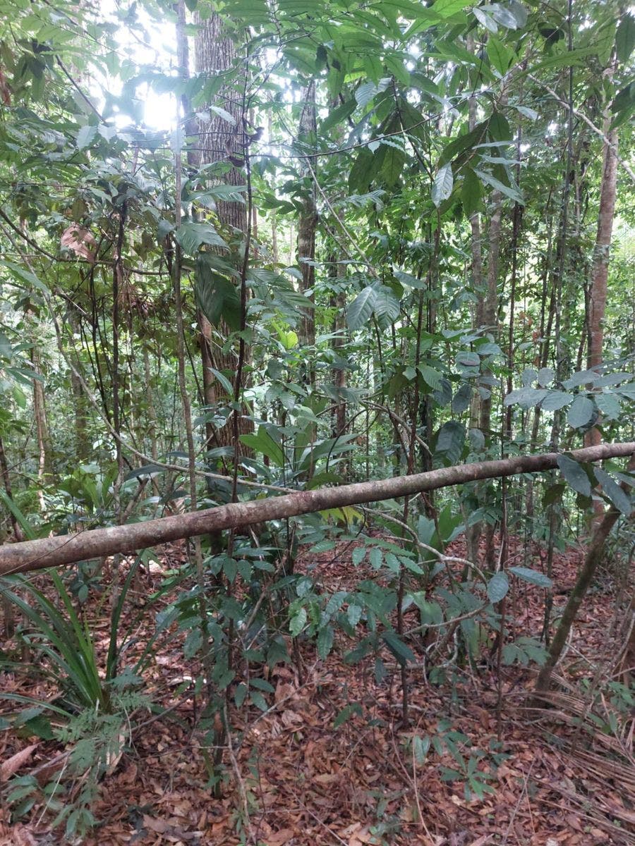 Large Farm with Golfo Dulce View — photo 7 of 12