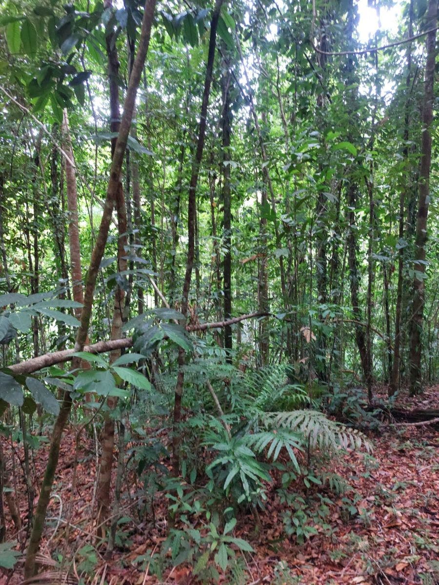 Large Farm with Golfo Dulce View — photo 8 of 12