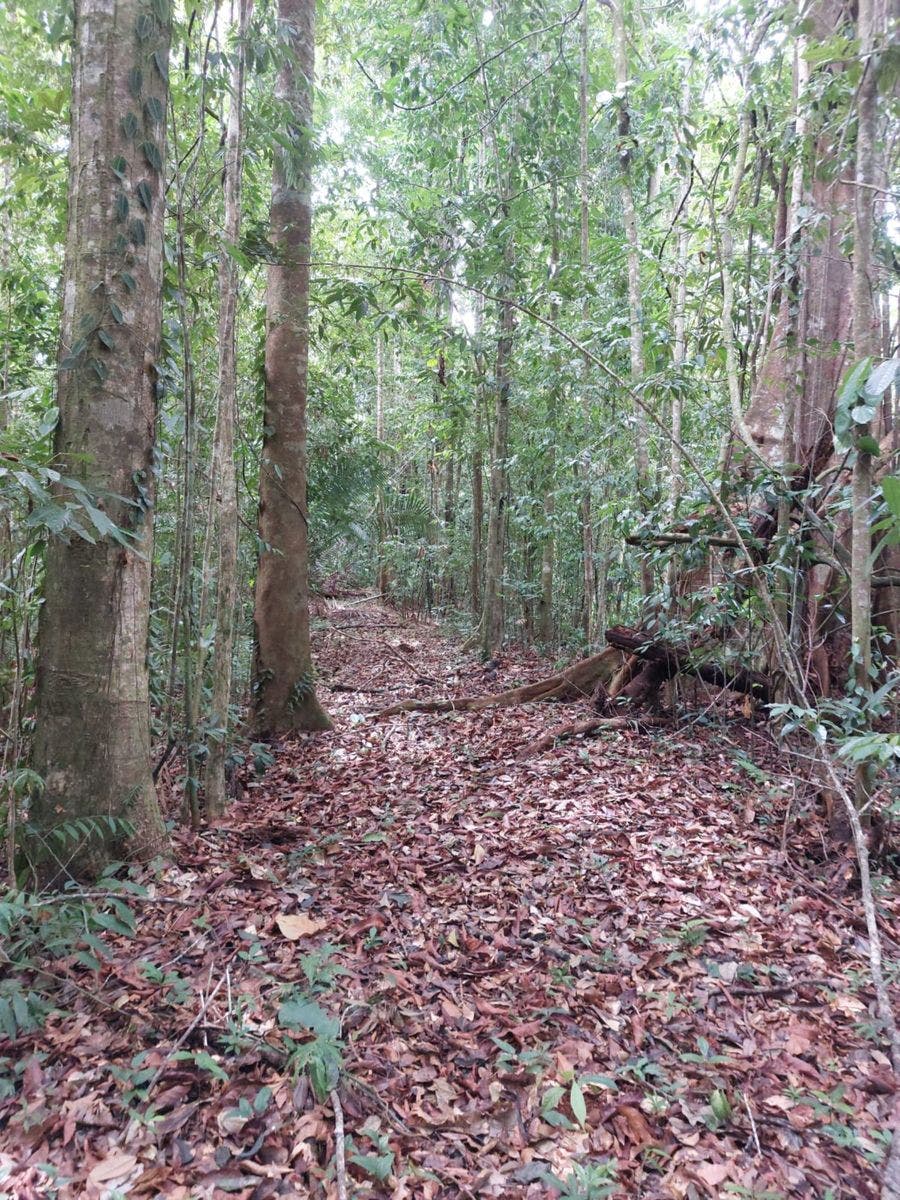 Large Farm with Golfo Dulce View — photo 9 of 12
