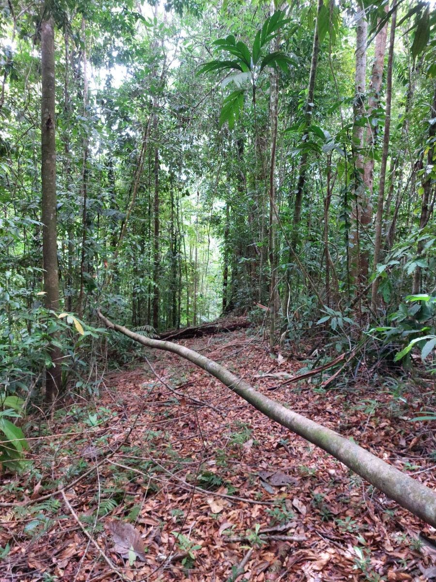 Large Farm with Golfo Dulce View — photo 10 of 12