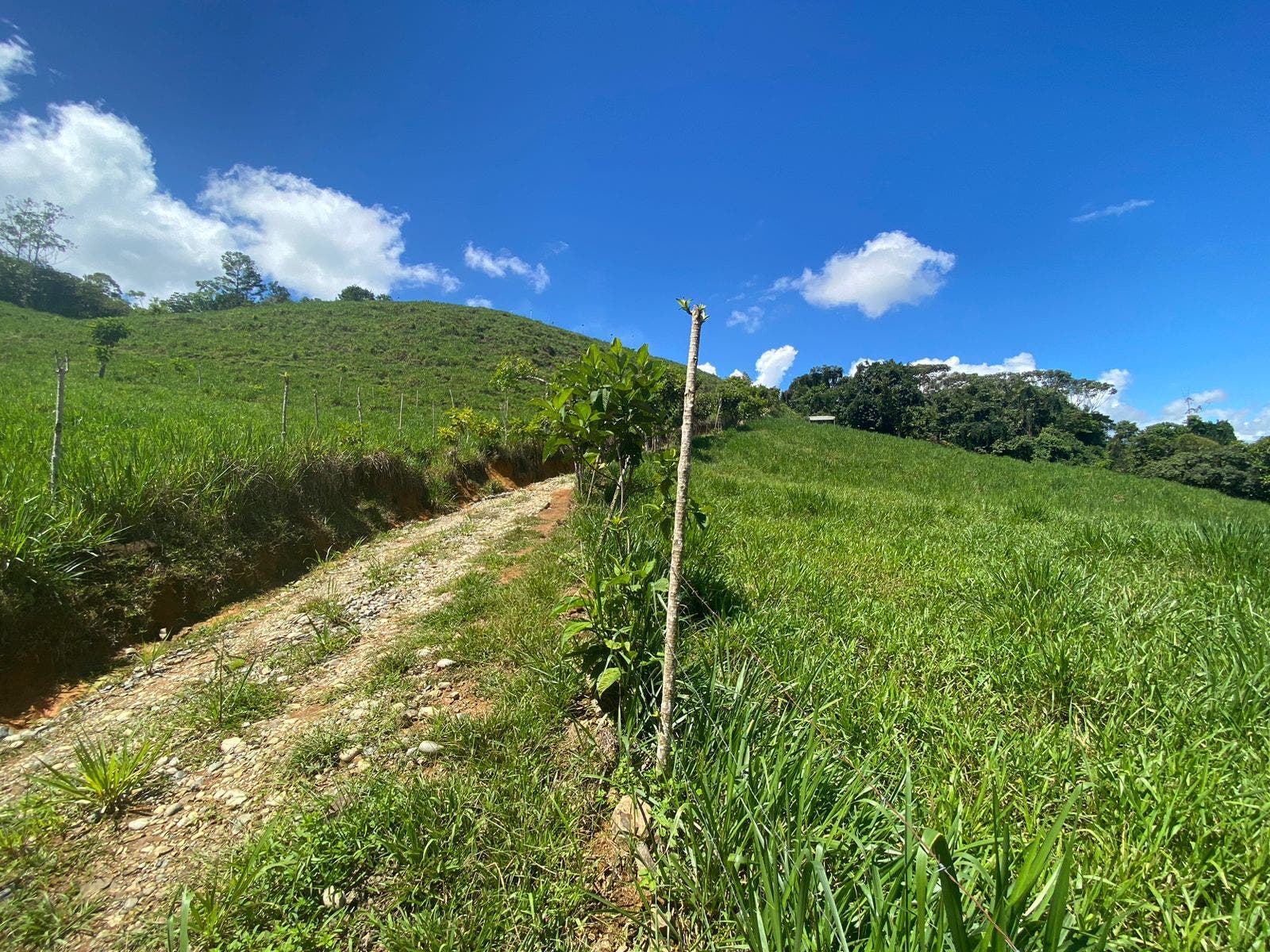 32 Acre Mountain View Farm — photo 5 of 16
