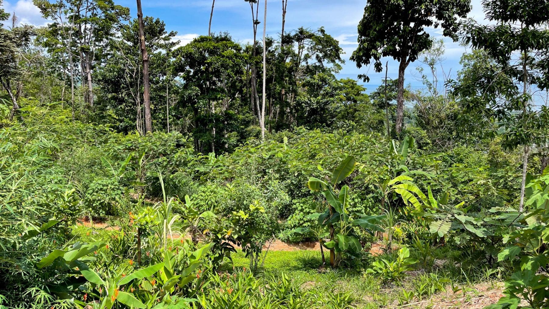 Prominent Ocean view Land in Uvita — photo 14 of 19