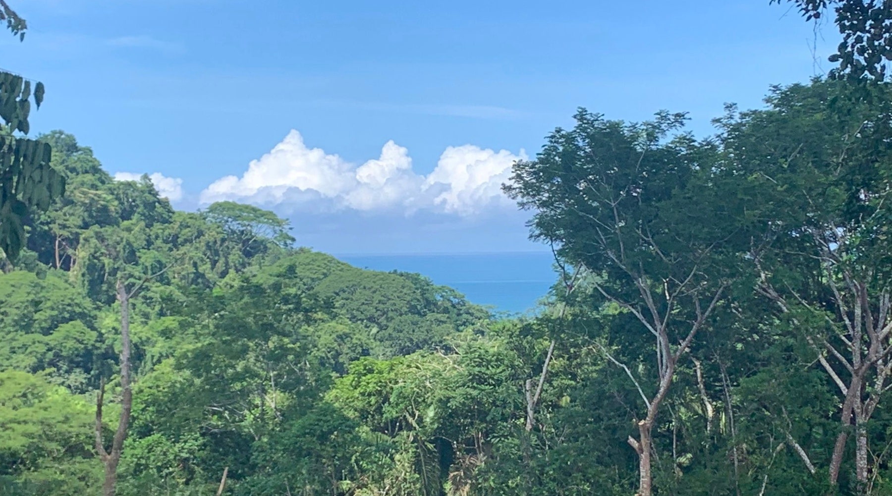 Playa Carmen Jungle Lot 2 — photo 2 of 6