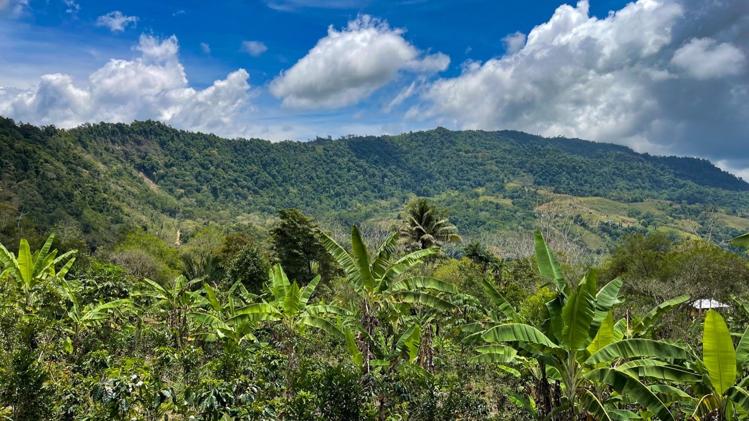 Large Productive Coffee Farm Near Uvita, Tinamastes, Perez Zeledon, San Jose, Costa Rica 11901
