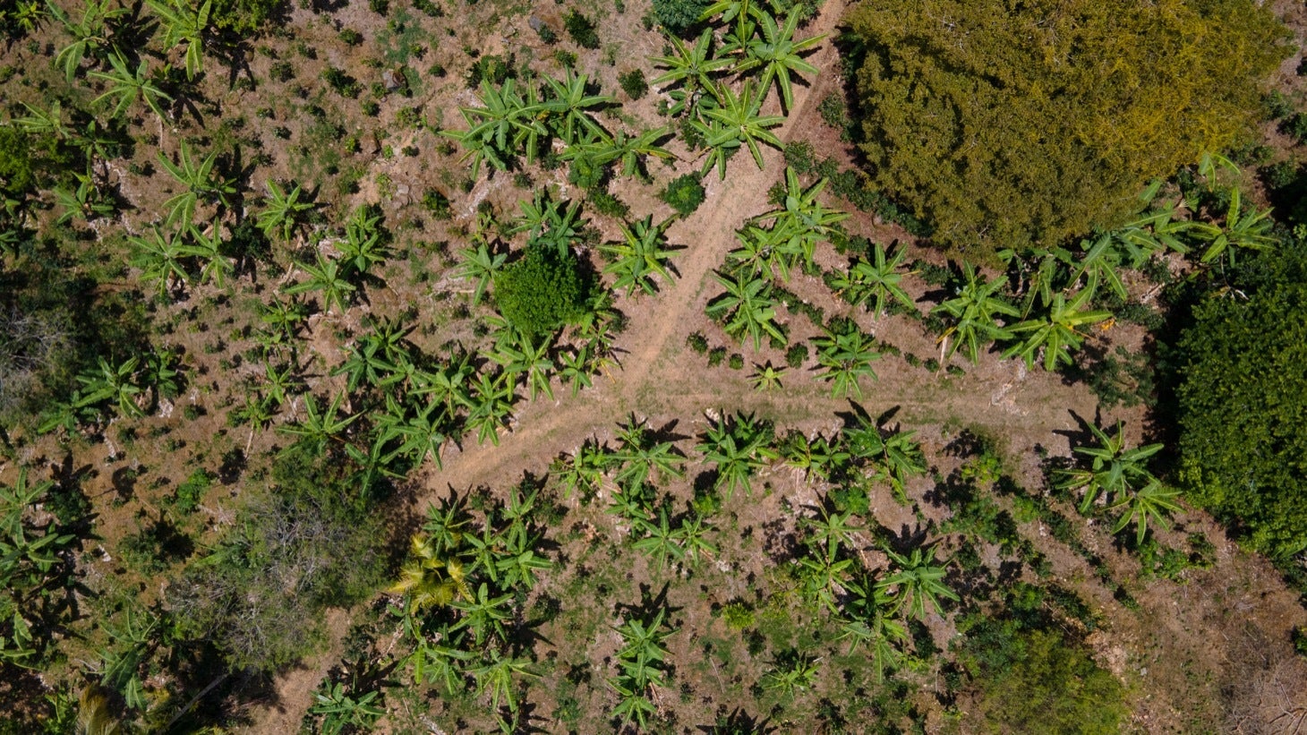 Large Productive Coffee Farm Near Uvita — photo 2 of 17