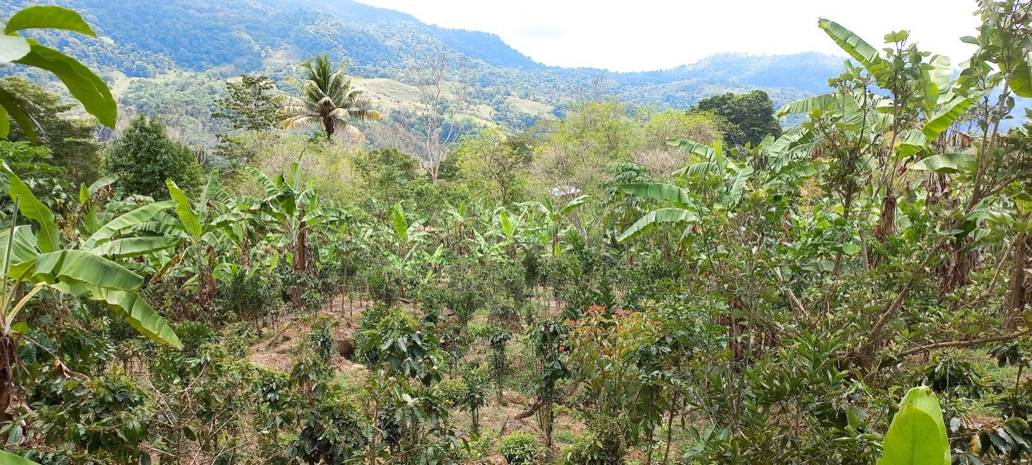 Large Productive Coffee Farm Near Uvita — photo 3 of 17