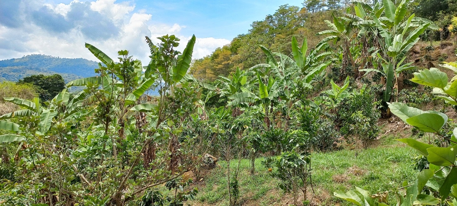 Large Productive Coffee Farm Near Uvita — photo 4 of 17