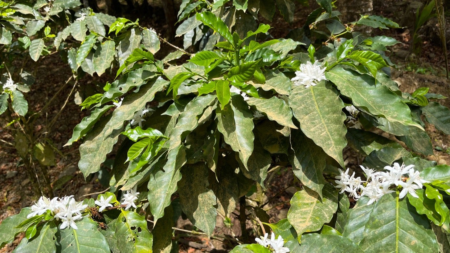 Large Productive Coffee Farm Near Uvita — photo 5 of 17