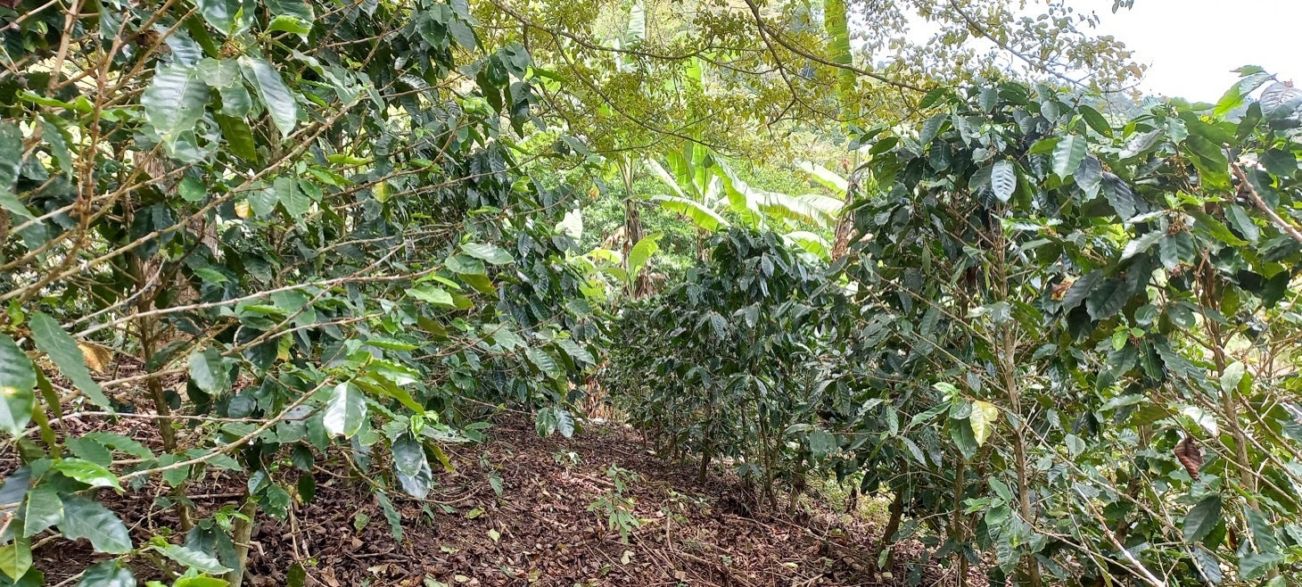 Large Productive Coffee Farm Near Uvita — photo 7 of 17
