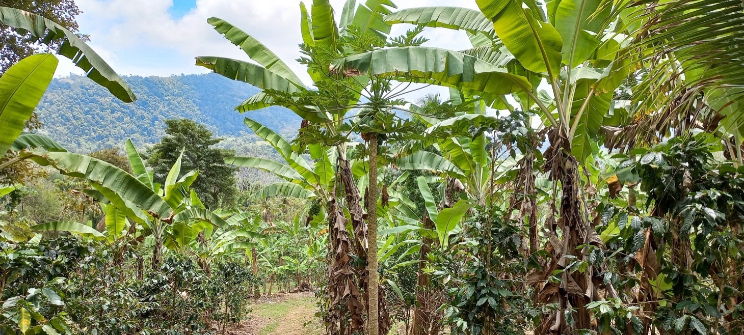 Large Productive Coffee Farm Near Uvita — photo 8 of 17