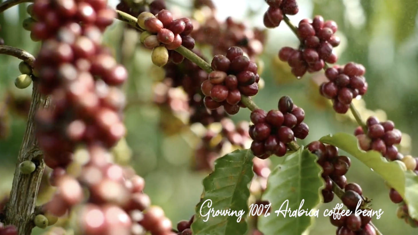 Large Productive Coffee Farm Near Uvita — photo 9 of 17
