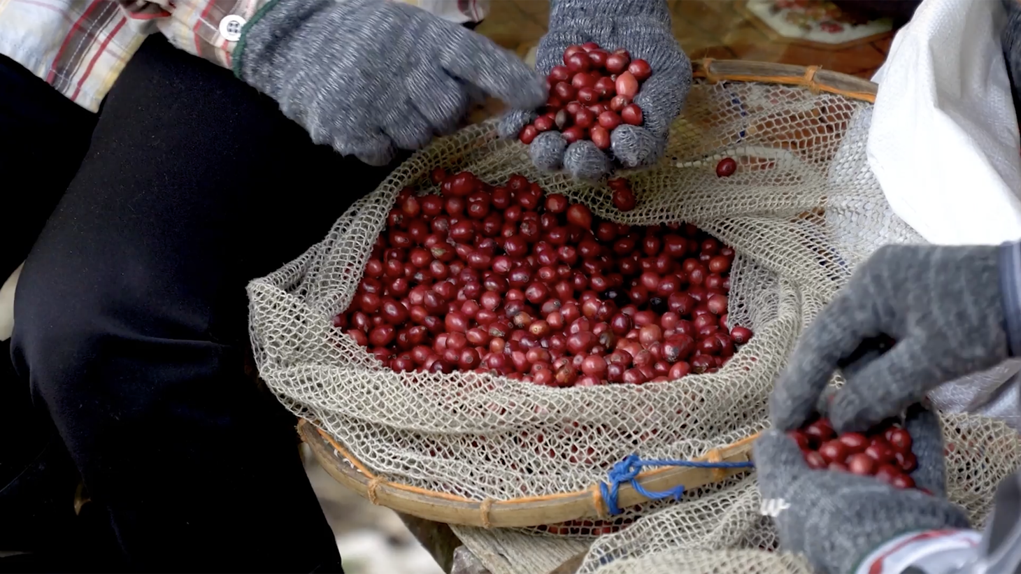 Large Productive Coffee Farm Near Uvita — photo 10 of 17
