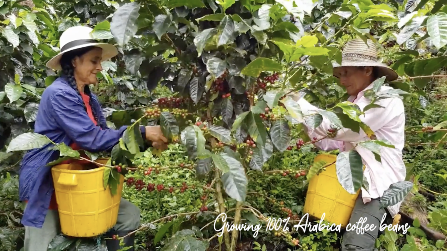 Large Productive Coffee Farm Near Uvita — photo 11 of 17